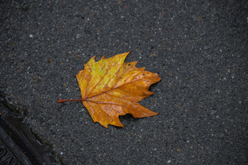 Whisper of Autumn's Secret This elegantly fallen leaf carries the essence of an enchanting secret whispered only by autumn. As it gently dances with the breeze, it invites us to slow down