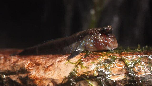 Atlantic mudskipper (Periophthalmus barbarus) in natural habitat