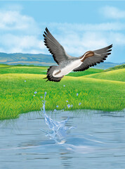 illustration d'un canard pilet qui vol d'une lac limpide