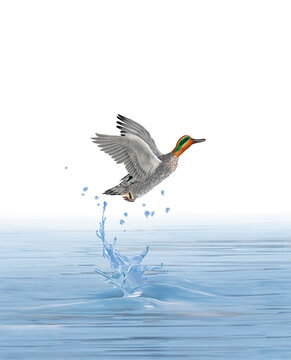 illustration d'un SARCELLE qui vol d'une lac limpide