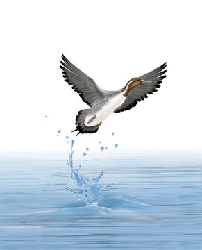 illustration d'un canard pilet  qui vol d'une lac limpide