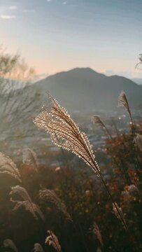 reeds in the sunset,sky, nature, grass, field, landscape, sunset, tree, blue, sun, plant, summer, wheat, water, agriculture, yellow, trees, plants, winter, bird, wind, clouds, green,ccx