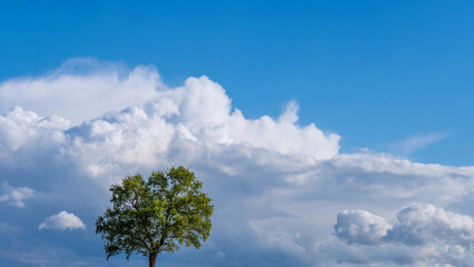 Flourishing tree with green leaves, on sunny cloudy sky.