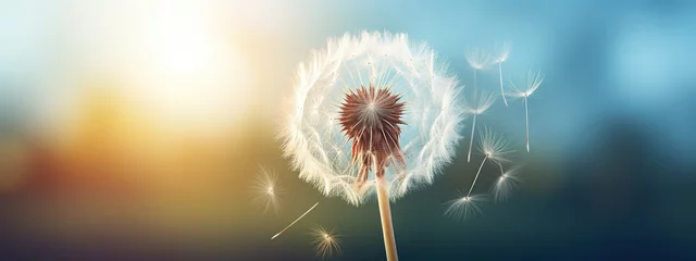 Fotobehang A single dandelion with seeds ready to disperse, standing tall against a blurred background © LaxmiOwl