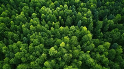 Aerial view natural green forest fir landscape background. AI generated image