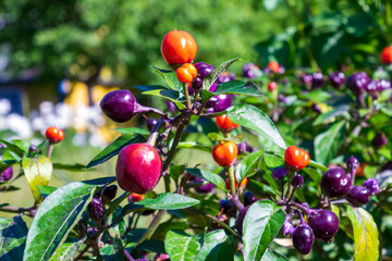 Close-up of a hot pepper plant with ripening fruits