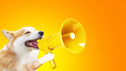 Beautiful creative funny corgi dog holds a loudspeaker in paw and screams on a bright yellow...