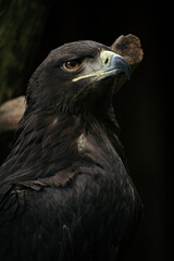 Portrait of a Steppe eagle