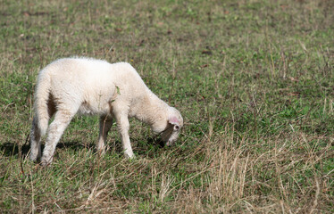 Obraz premium A small white lamb is grazing in a pasture. The animal bends down and eats.