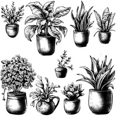 Set of Houseplants outline drawings. Indoor exotic flowers in pots line art. Monstera, strelitzia, ficus plant for home interior plans, design. Vector illustrations on transparent background.