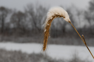 single stem of brown winter grass covered in snow
