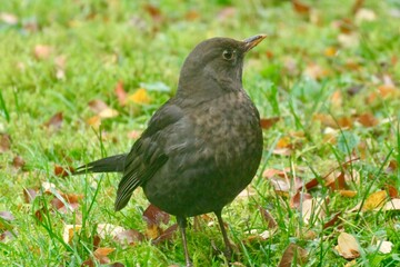 Amsel