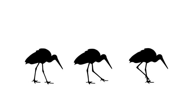 Animation with three storks walking on the white background (seamless loop)