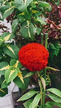flower, nature, plant, garden, red, flowers, blossom, summer, beauty, leaf, flora, orange, pink, bloom, dahlia, floral, beautiful, petal, spring, color, yellow, gardening, closeup, leaves, tree, ccx