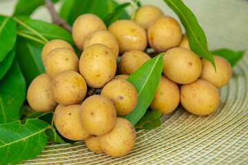 Ripe Pitomba fruits (talisia esculenta), an exotic fruit from the Brazilian tropical forest and bioma cerrado. Ripens in the months of November and December