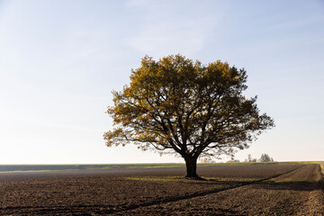 an old huge oak with orange autumn foliage