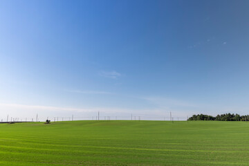 green wheat in the field in sunny weather
