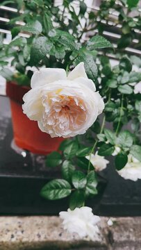 white rose in water,flower, nature, plant, garden, red, flowers, blossom, summer, beauty, leaf, flora, orange, pink, bloom, dahlia, floral, beautiful, petal, spring, color, yellow, gardening, closeup,