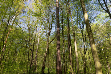 Obraz premium young foliage on deciduous trees in the forest in the spring season