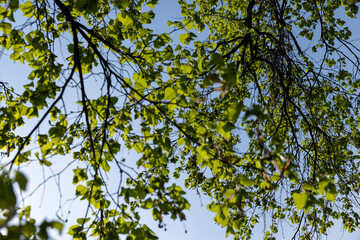 a flowering linden tree in the spring season, a spring park