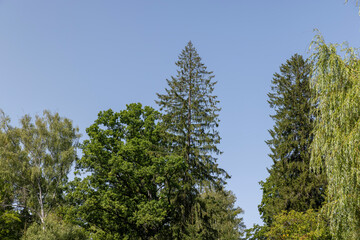 Forest with different trees in summer
