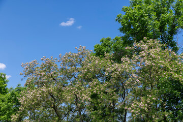 tall flowering trees in spring against the blue sky
