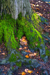 Resilient bond between nature and time as gentle moss blankets the roots of this magnificent tree. Reflect upon the beauty of growth, embracing the past while embracing the present.