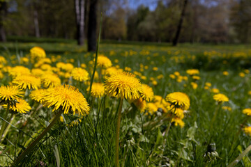 spring dandelion flowers during flowering