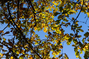 Oak tree in autumn leaf fall in sunny weather