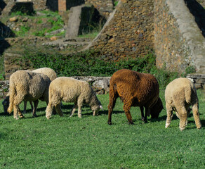 ovejas pastando
