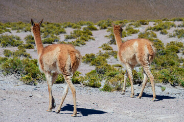 Mamífero Guanaco (Lama guanicoe) no deserto do Atacama, Chile. 