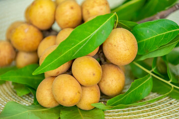 Ripe Pitomba fruits (talisia esculenta), an exotic fruit from the Brazilian tropical forest and bioma cerrado. Ripens in the months of November and December
