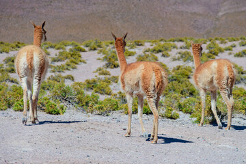 Mamífero Guanaco (Lama guanicoe) no deserto do Atacama, Chile. 