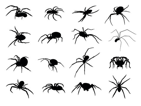 Set of silhouettes of scary spiders