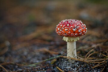 red mushroom in the forest