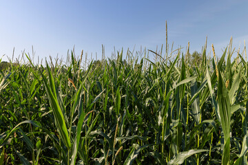 a large number of corn plants in summer