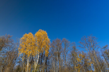 Fototapeta premium yellowed foliage on birch trees in the autumn season