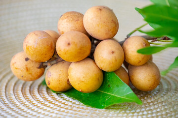 Ripe Pitomba fruits (talisia esculenta), an exotic fruit from the Brazilian tropical forest and bioma cerrado. Ripens in the months of November and December