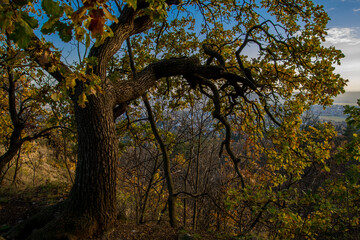 Fototapeta premium Tree of Devil Peak in Buda in November