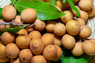 Ripe Pitomba fruits (talisia esculenta), an exotic fruit from the Brazilian tropical forest and bioma cerrado. Ripens in the months of November and December