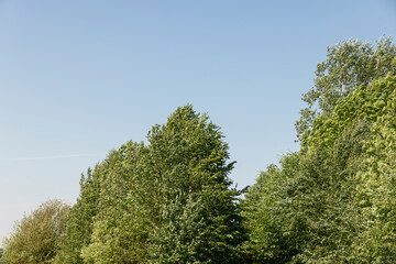 Obraz premium deciduous trees in summer in sunny weather