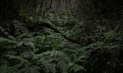Ferns in a forest with mossy trees.