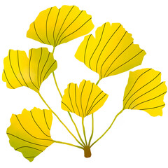 Ginkgo 5