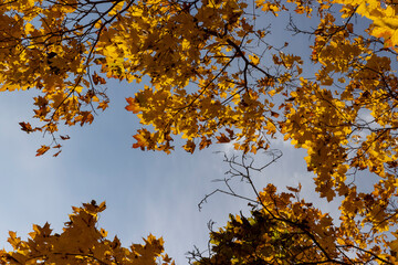 Fototapeta premium beautiful and bright orange maple foliage in autumn