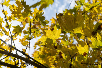 yellowing foliage on maples in autumn weather