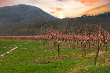 Fototapety na wymiar - Fototapeta24.pl