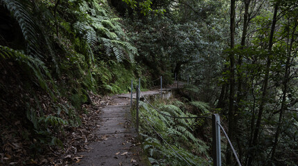 Walkway over a Levada in Madeira.