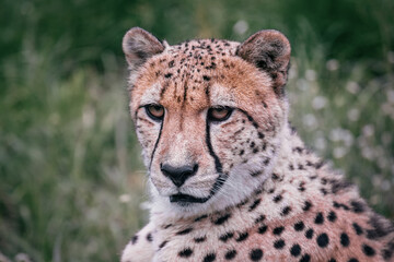 Close-up portrait of a cheetah on a green background