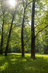 deciduous trees with green foliage in spring, green foliage