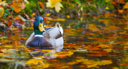 duck on pond with autumnal leaves © Vera Kuttelvaserova